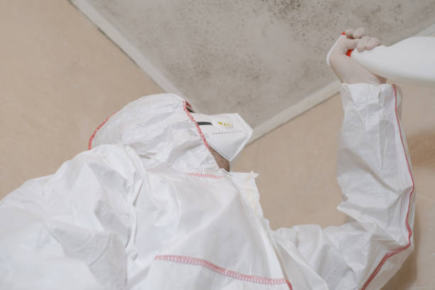 Best Commercial Mold Remediation in St Johns, MI